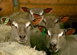 charollais-sheep.jpg